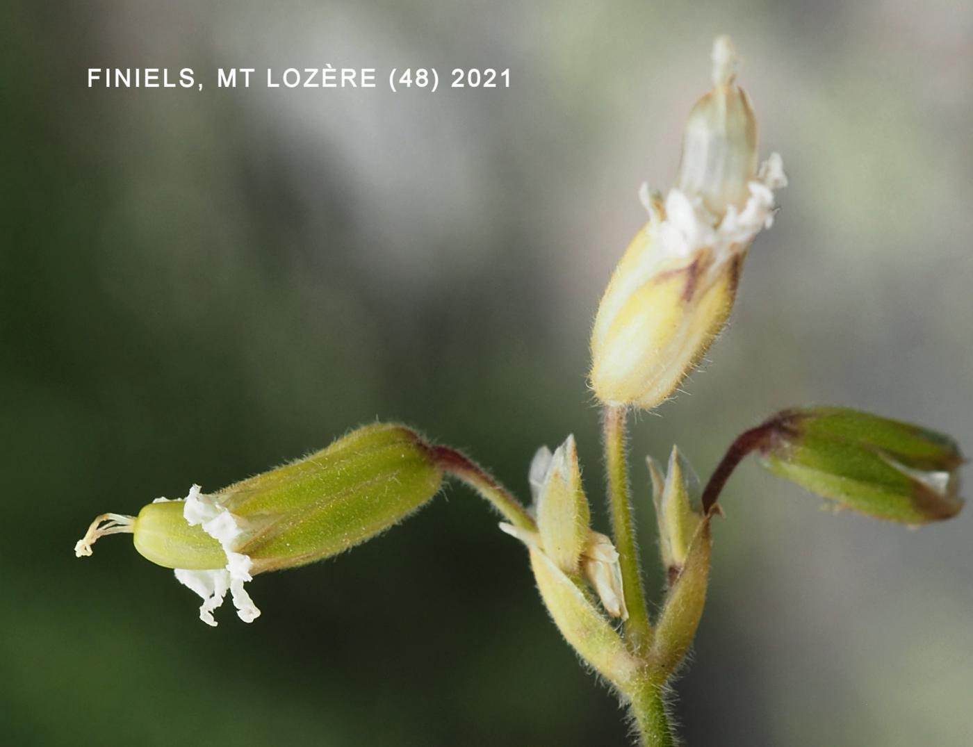 Mouse-ear, Field fruit